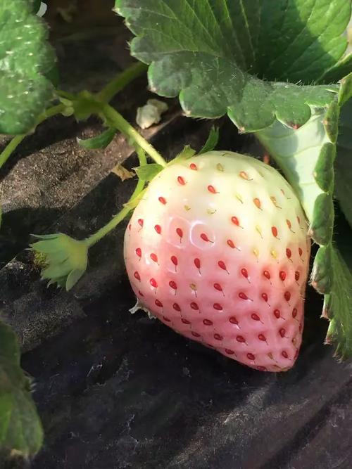 昌平百善绿色蔬菜种植园