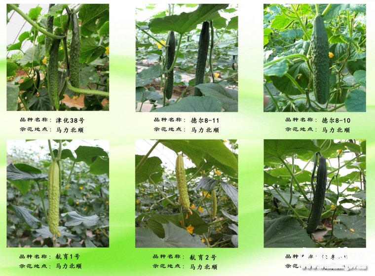 【2014精彩回眸】2014年武山县蔬菜产业发展综述(图)