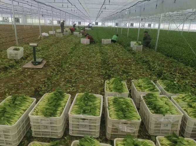 据悉,贝苗1400亩蔬菜基地目前种植辣椒,番茄,丝瓜,南瓜,青菜等,还有
